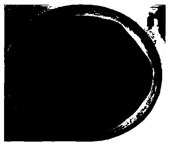 Volvariella volvacea spore mutagenesis method