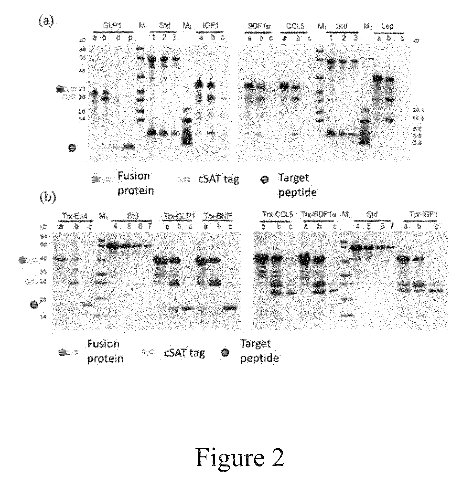 Methods for production and purification of polypeptides