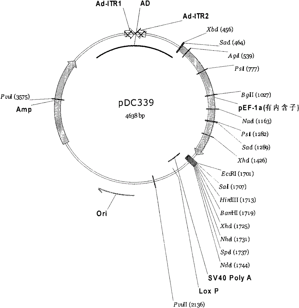 Multifunctional immune killing transgenic cell as well as preparation method and use thereof