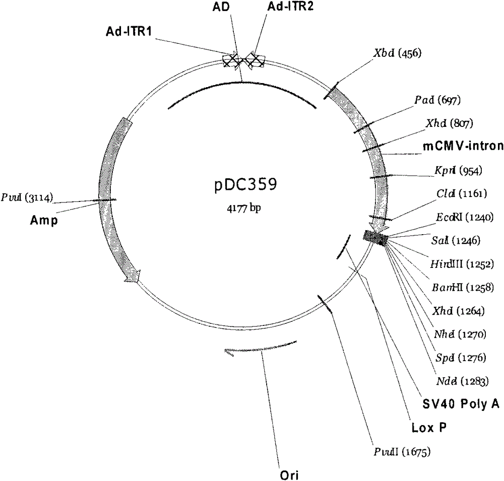 Multifunctional immune killing transgenic cell as well as preparation method and use thereof