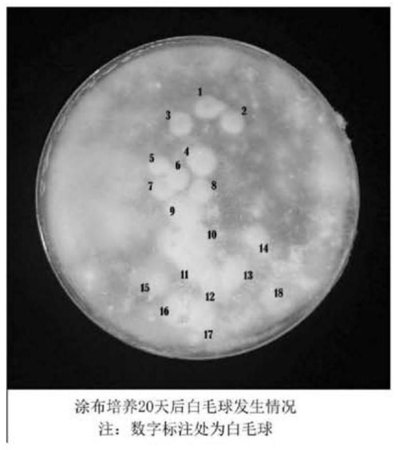 Rejuvenation method of tremella aurantialba sporocarp strain