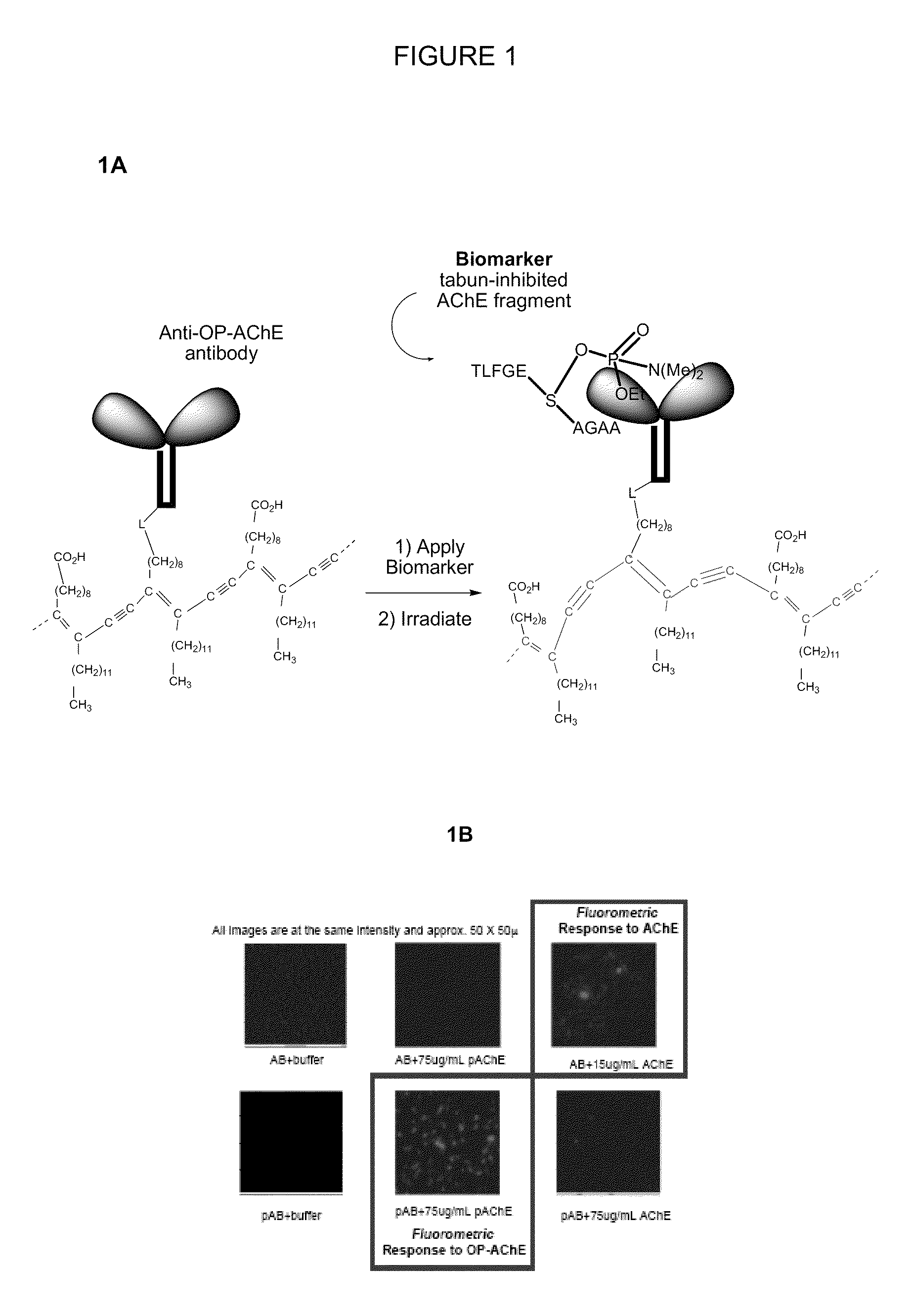 Biomarker detection-2