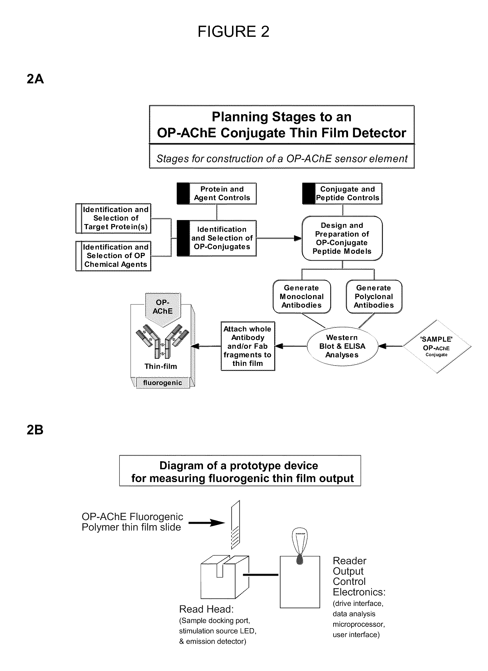 Biomarker detection-2