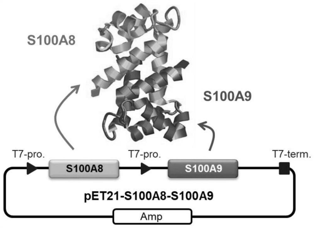 Prophylactic and/or therapeutic agent for inflammatory lung disease