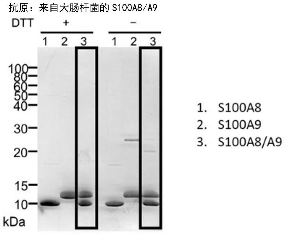 Prophylactic and/or therapeutic agent for inflammatory lung disease