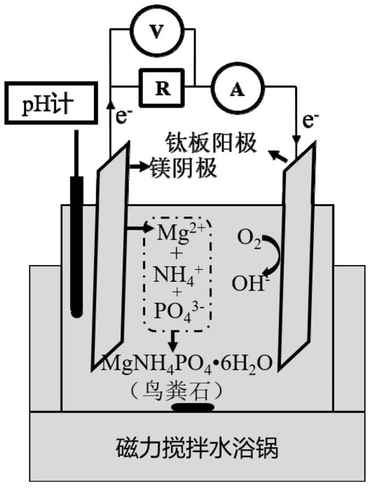 Electrochemical method for recycling low-concentration nitrogen and phosphorus in wastewater in struvite form