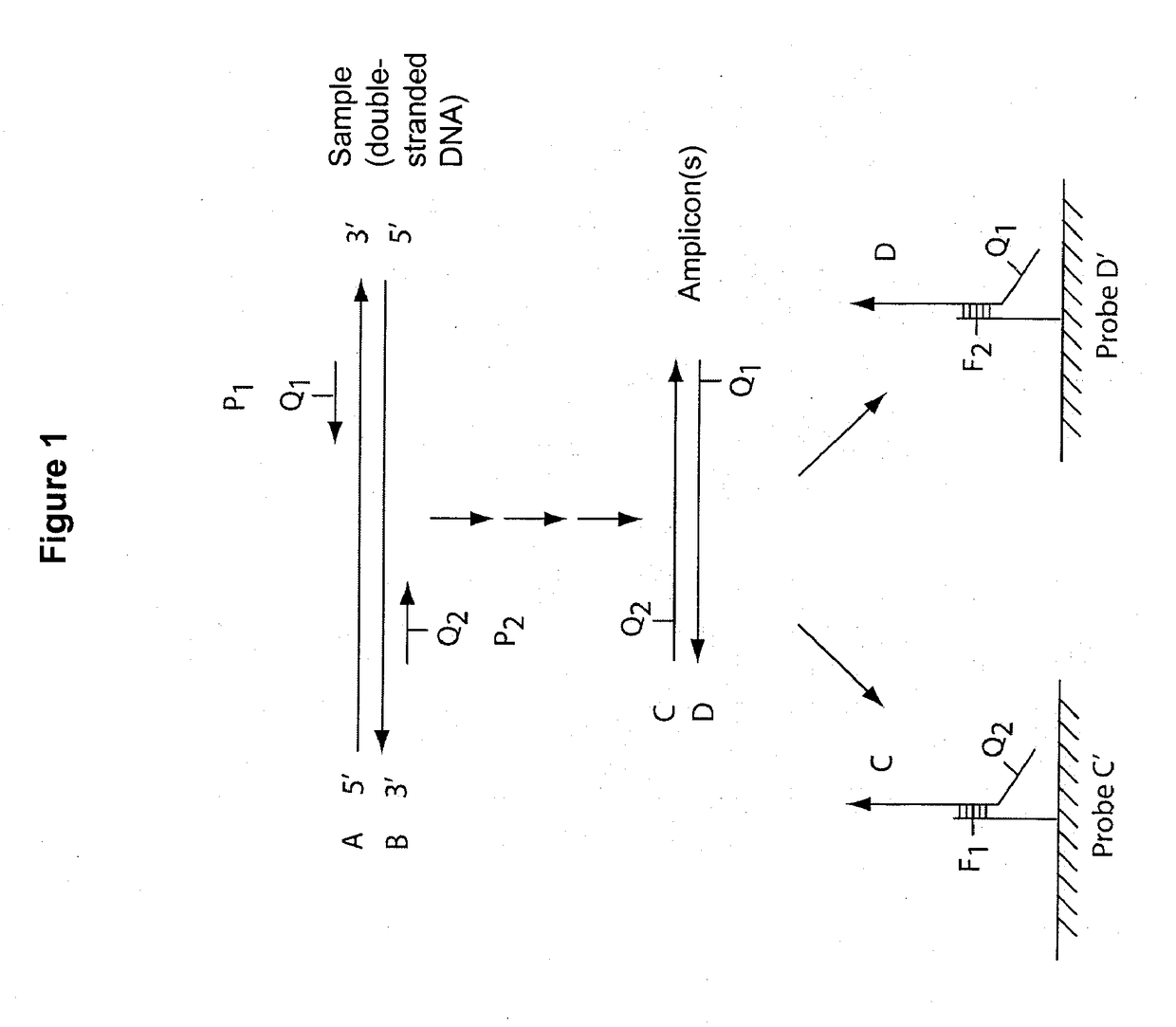 Multiplex q-pcr arrays