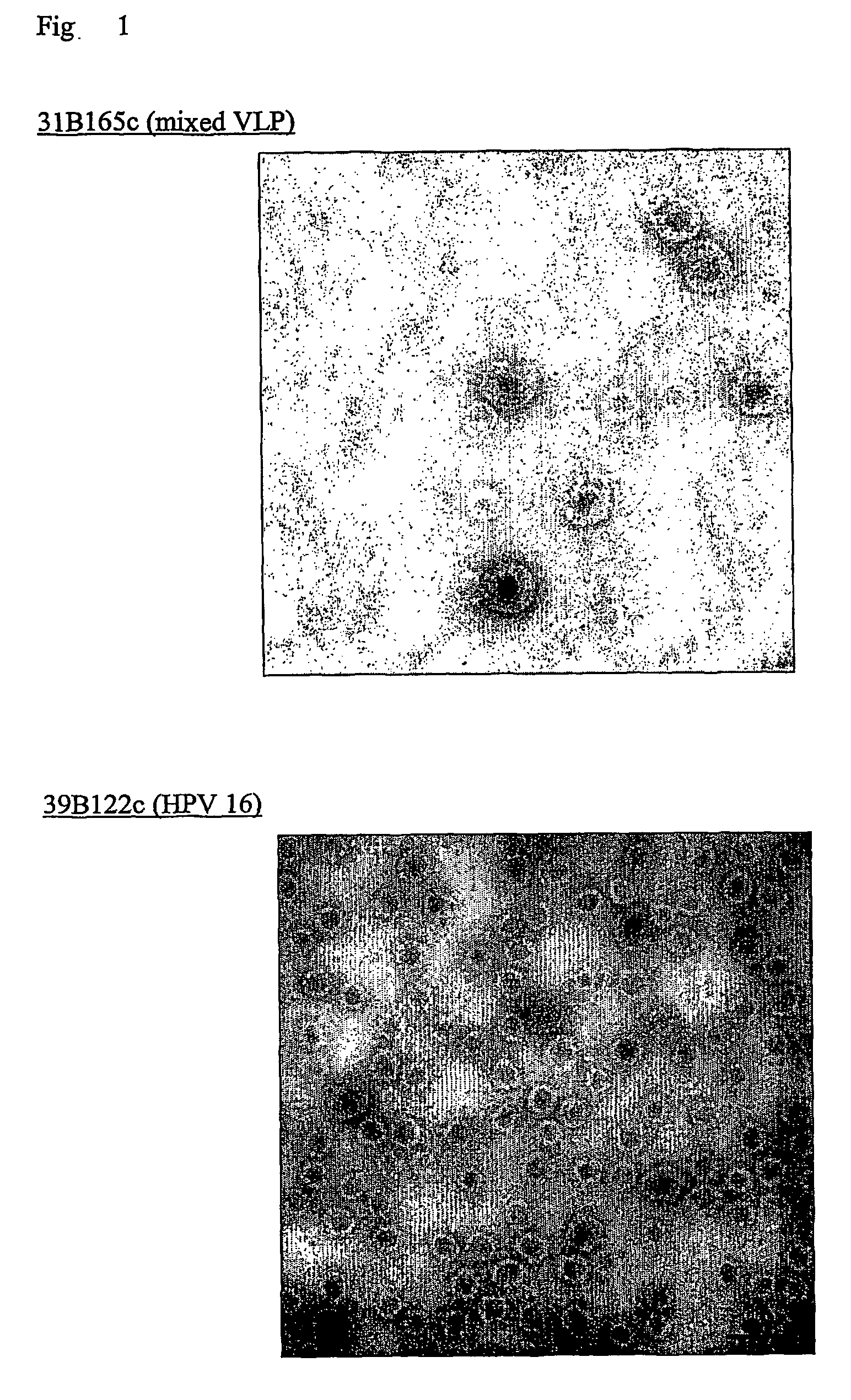 Mixed Virus-like particles