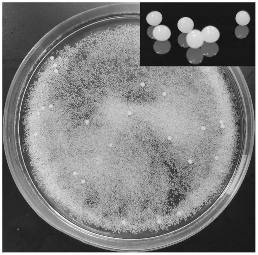 A kind of micro/nano hierarchical porous microsphere and its preparation method and application