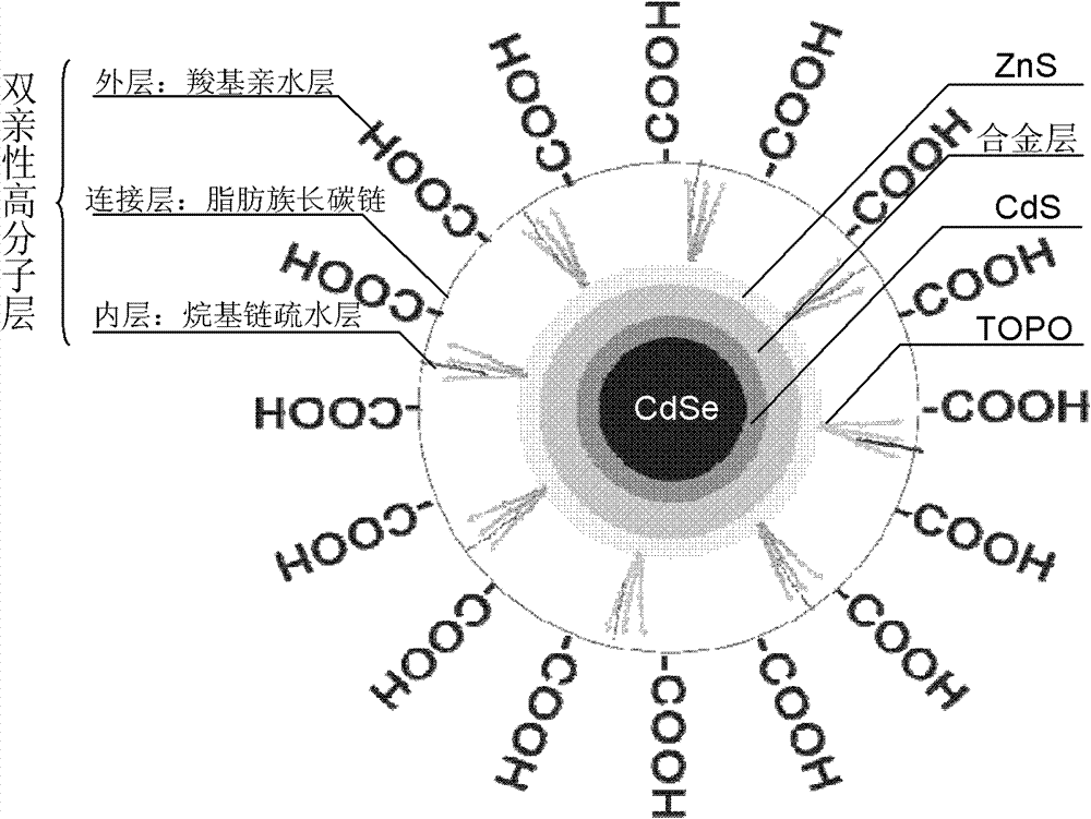 Amphiphilic macromolecular modified oil-soluble nuclear/shell quantum dots and preparation method