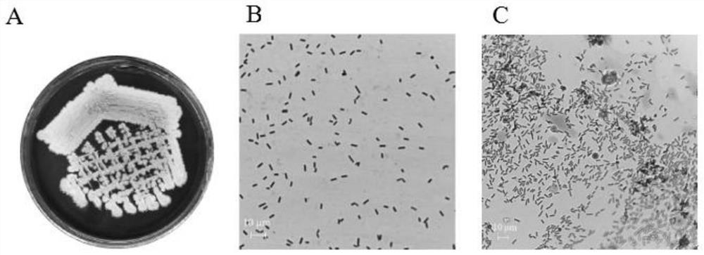 Bacillus safensis LG01 and application thereof