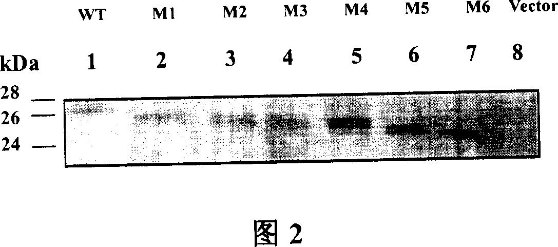 The DNA vaccine of an anti-infection of hepatitis C virus