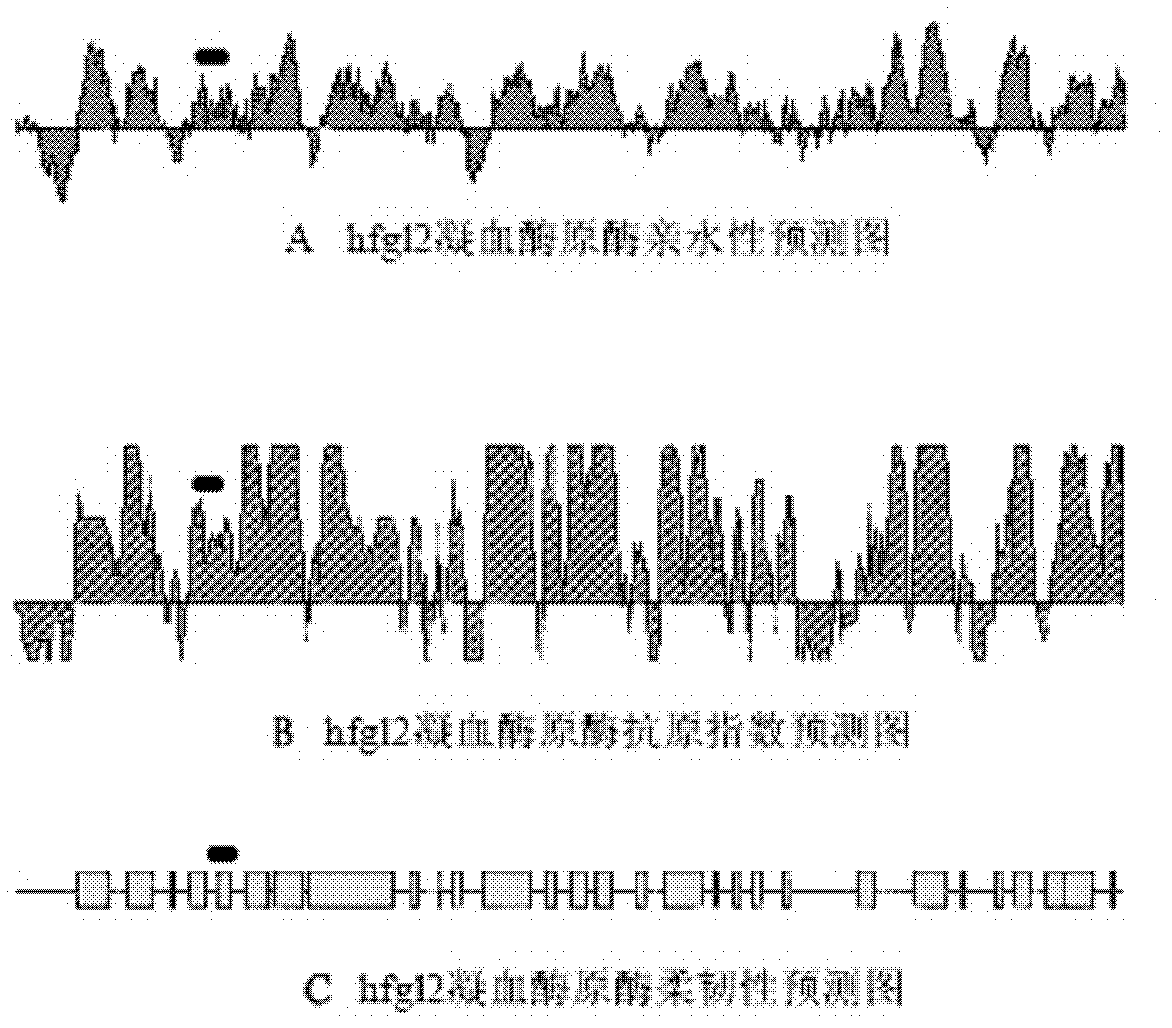 Human fibrinogen-like protein 2 prothrombinase immunogenicity peptide and use thereof