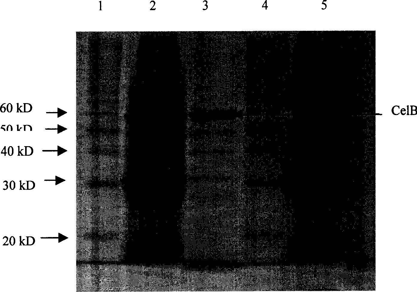 Thermostable lactase preparation method