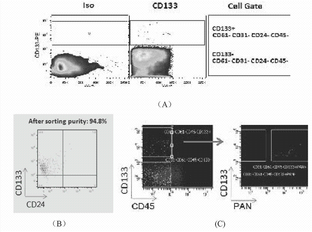 Animal model establishment method of human primary skin squamous epithelial cell cancer stem cell