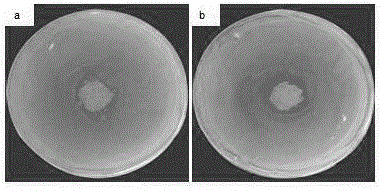 An Absorbable Antimicrobial Seaweed Fiber