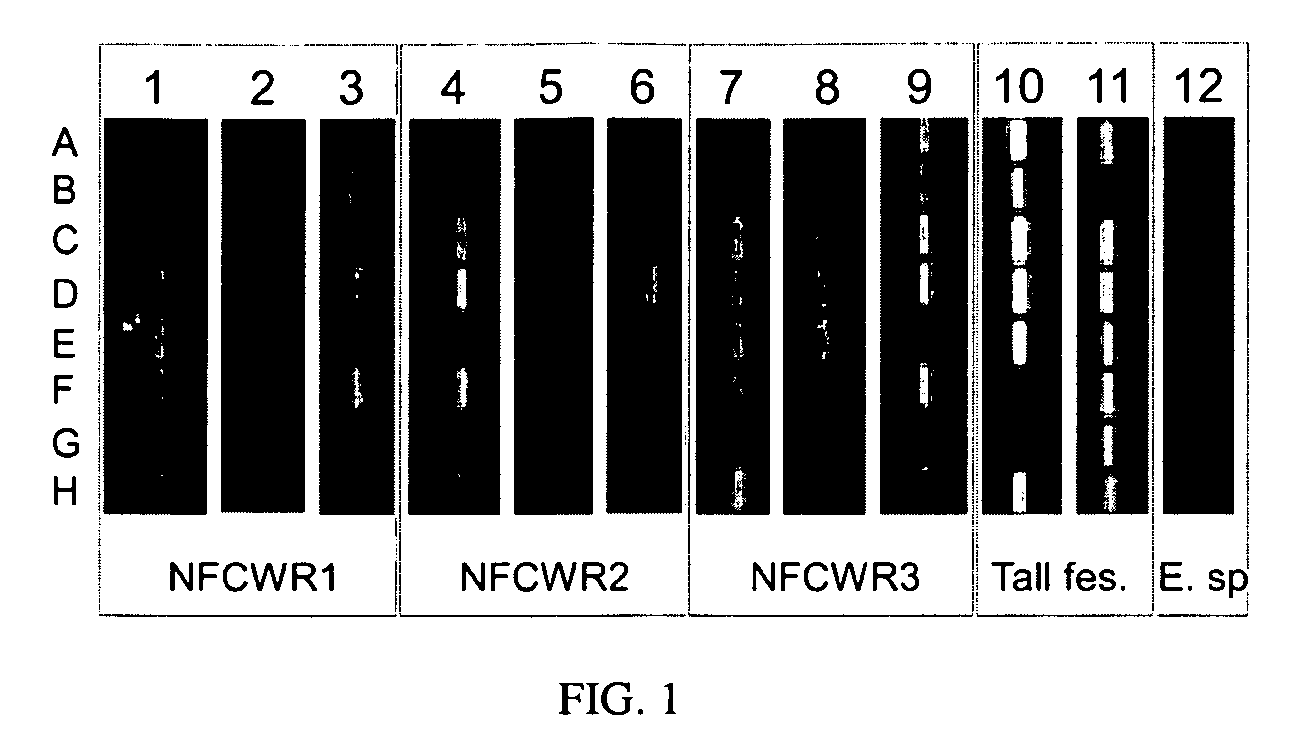 Fungal endophytes of <i>Elymus canadensis </i>