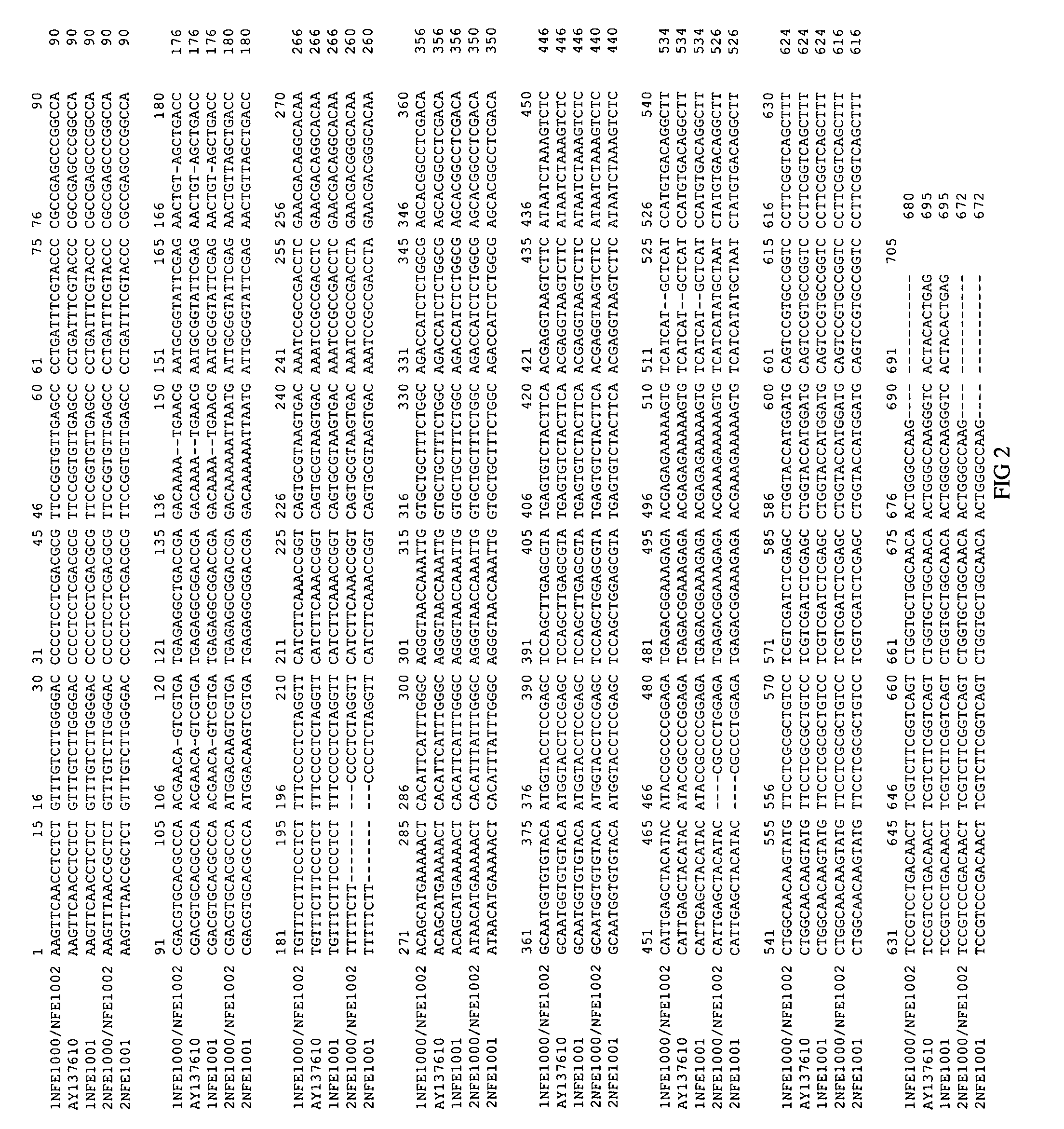 Fungal endophytes of <i>Elymus canadensis </i>