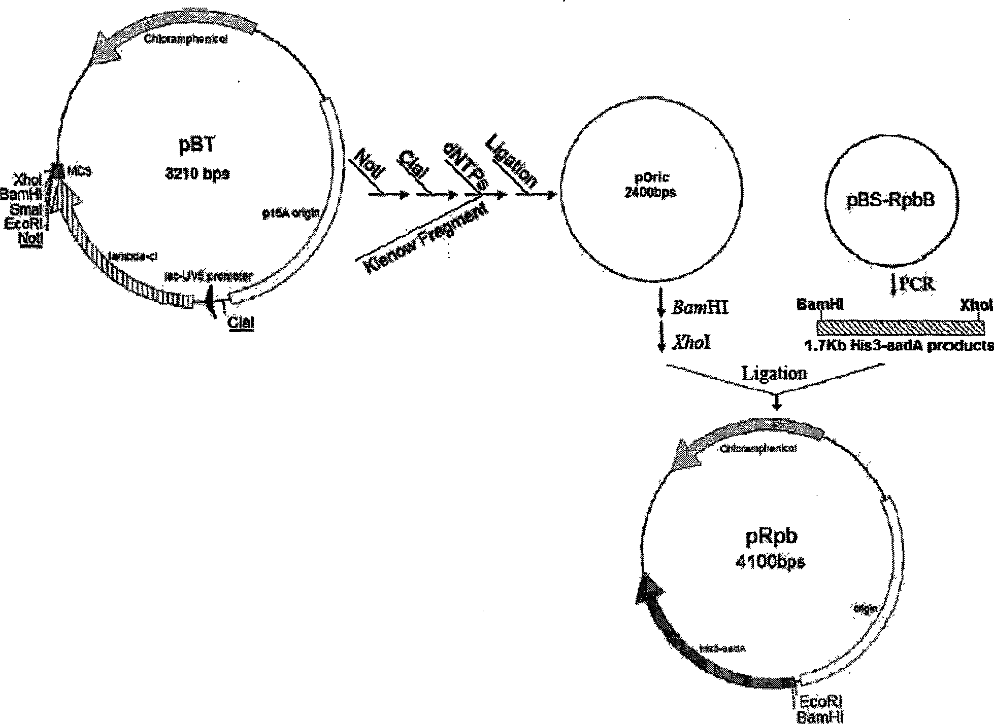 Bacteria one-hybrid vector and preparation