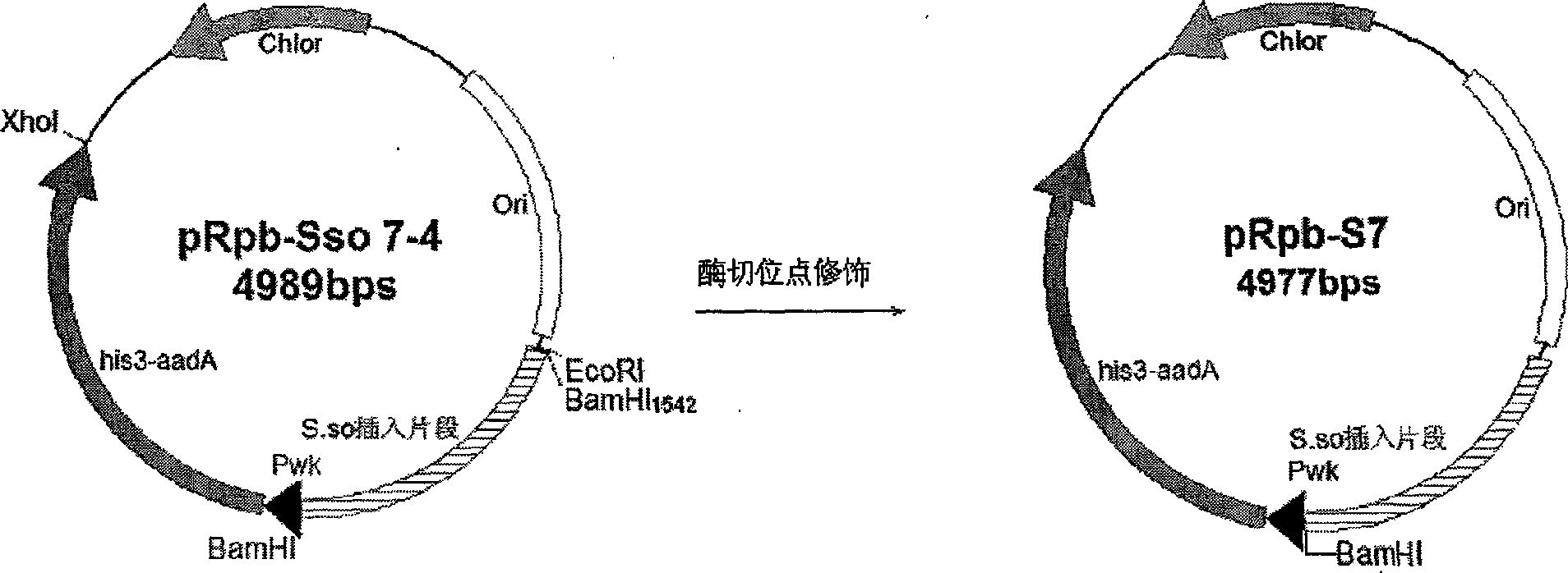 Bacteria one-hybrid vector and preparation