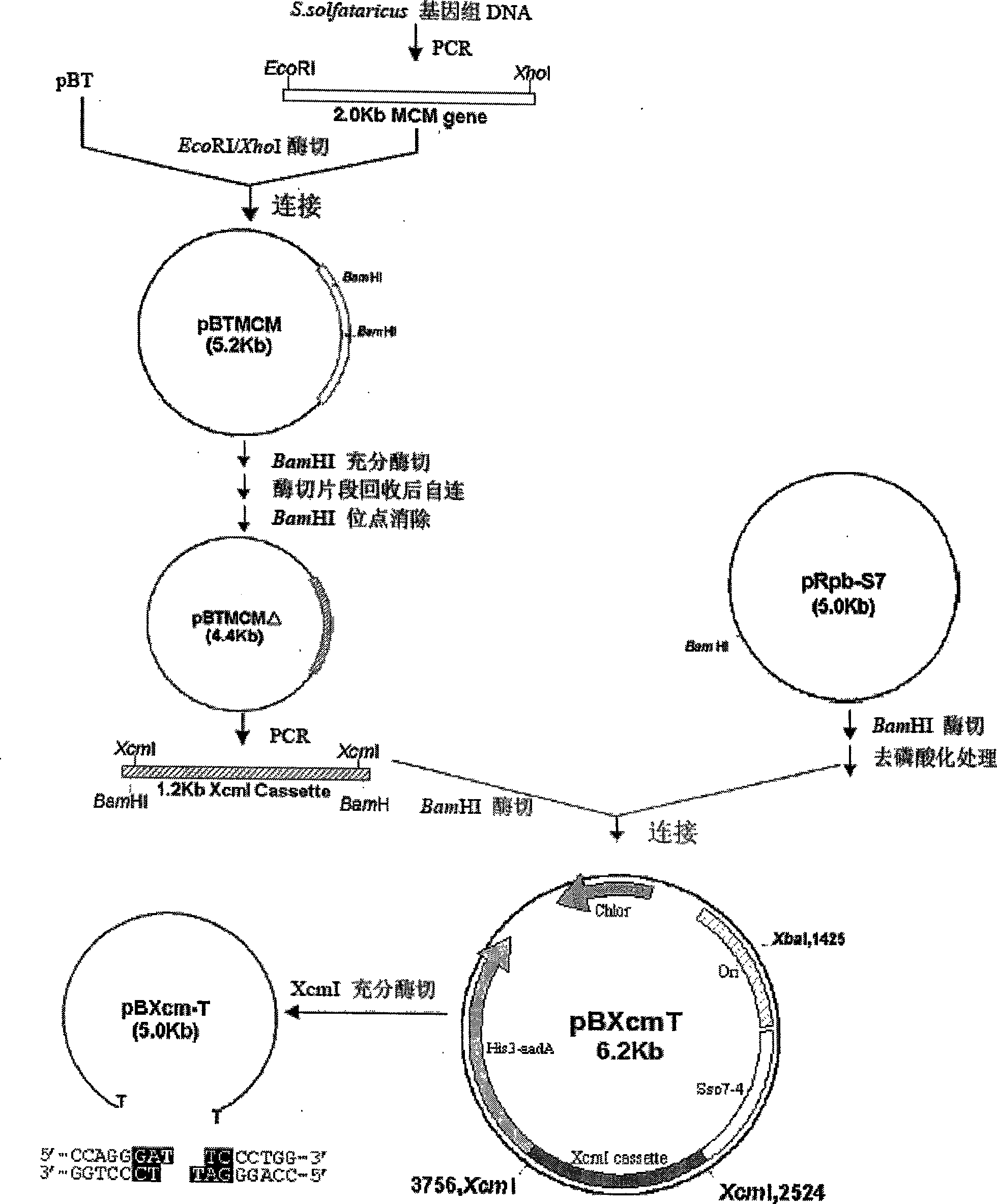 Bacteria one-hybrid vector and preparation