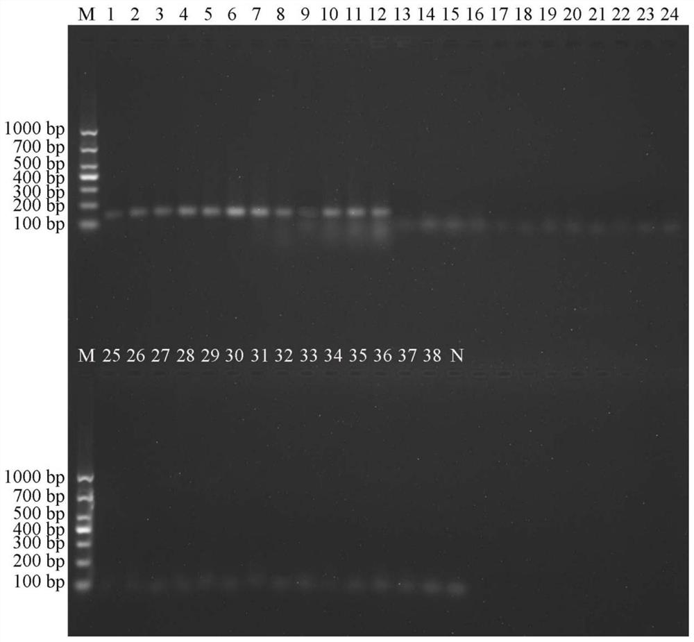 Primer combination for PCR (Polymerase Chain Reaction) identification of zaocys dhumnade medicinal material, standard decoction and traditional Chinese medicine formula granules as well as application and identification method of primer combination