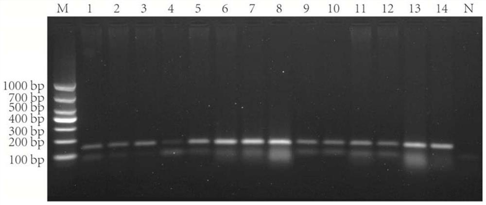 Primer combination for PCR (Polymerase Chain Reaction) identification of zaocys dhumnade medicinal material, standard decoction and traditional Chinese medicine formula granules as well as application and identification method of primer combination