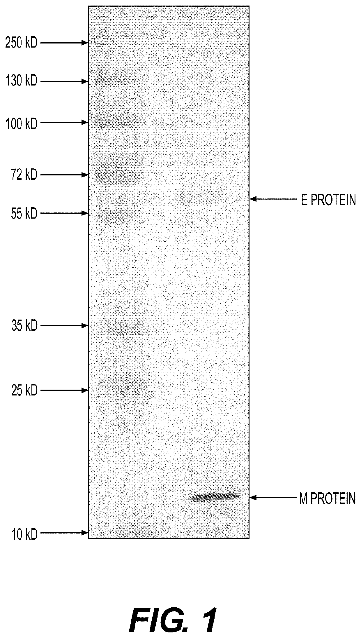 Vaccine Compositions