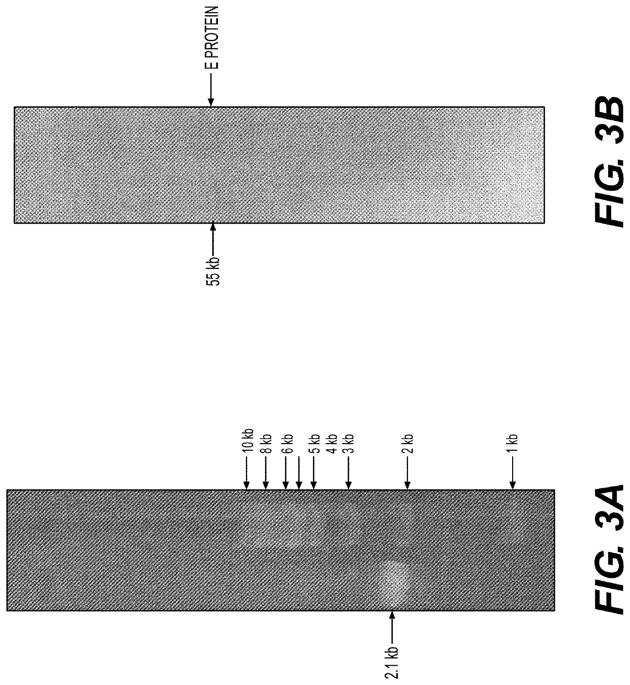 Vaccine Compositions