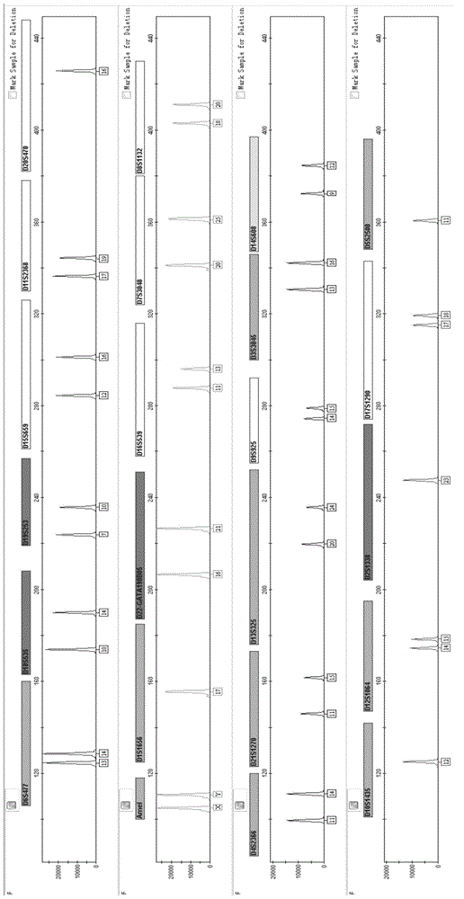 Multiplex amplification system and kit for 23 short tandem repeats