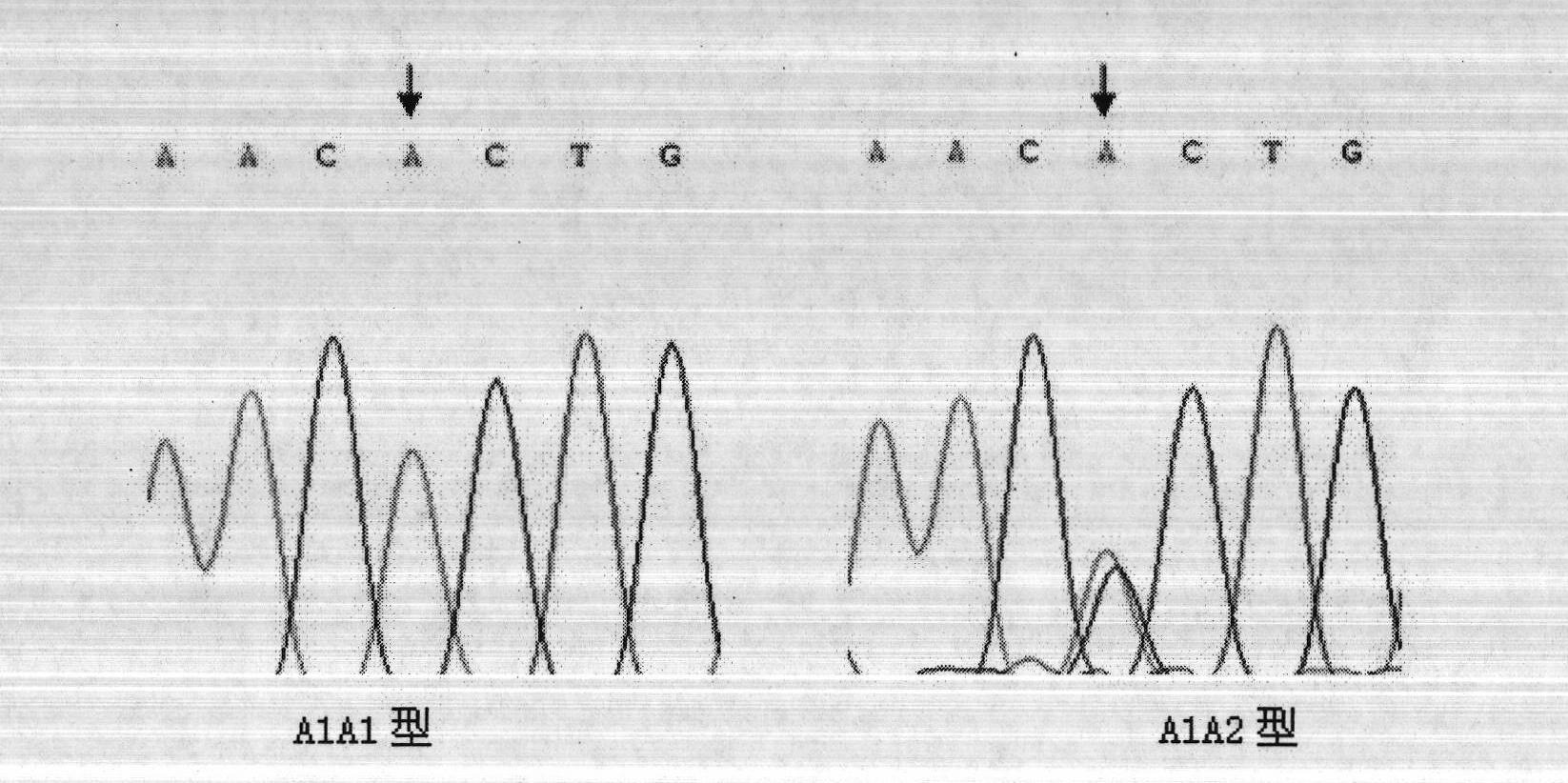 SNP molecular marker easy to domesticate artificial feed mandarin fish related gene