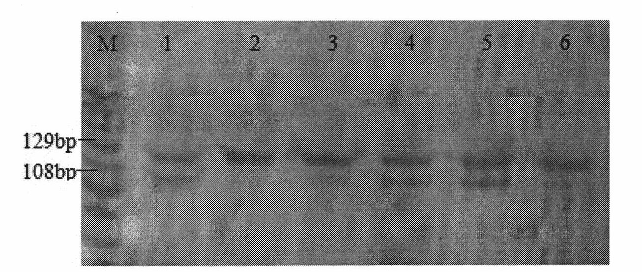 SNP molecular marker easy to domesticate artificial feed mandarin fish related gene