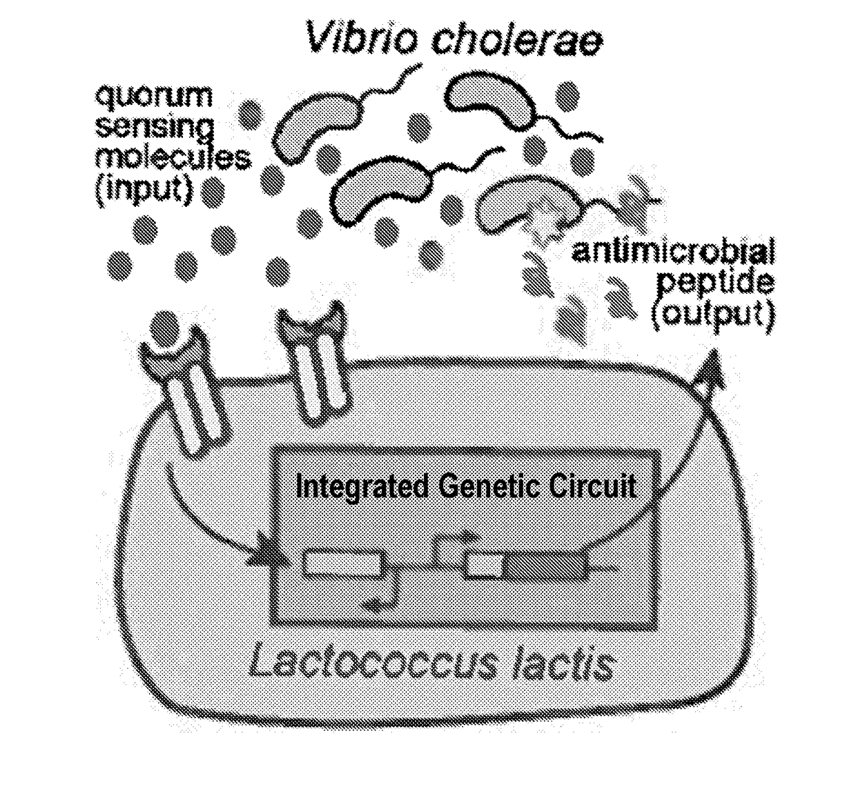 Synthetic hybrid receptor and genetic circuit in bacteria to detect enteric pathogenic microorganisms