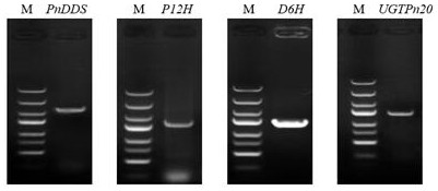 Preparation method of ginsenoside F1