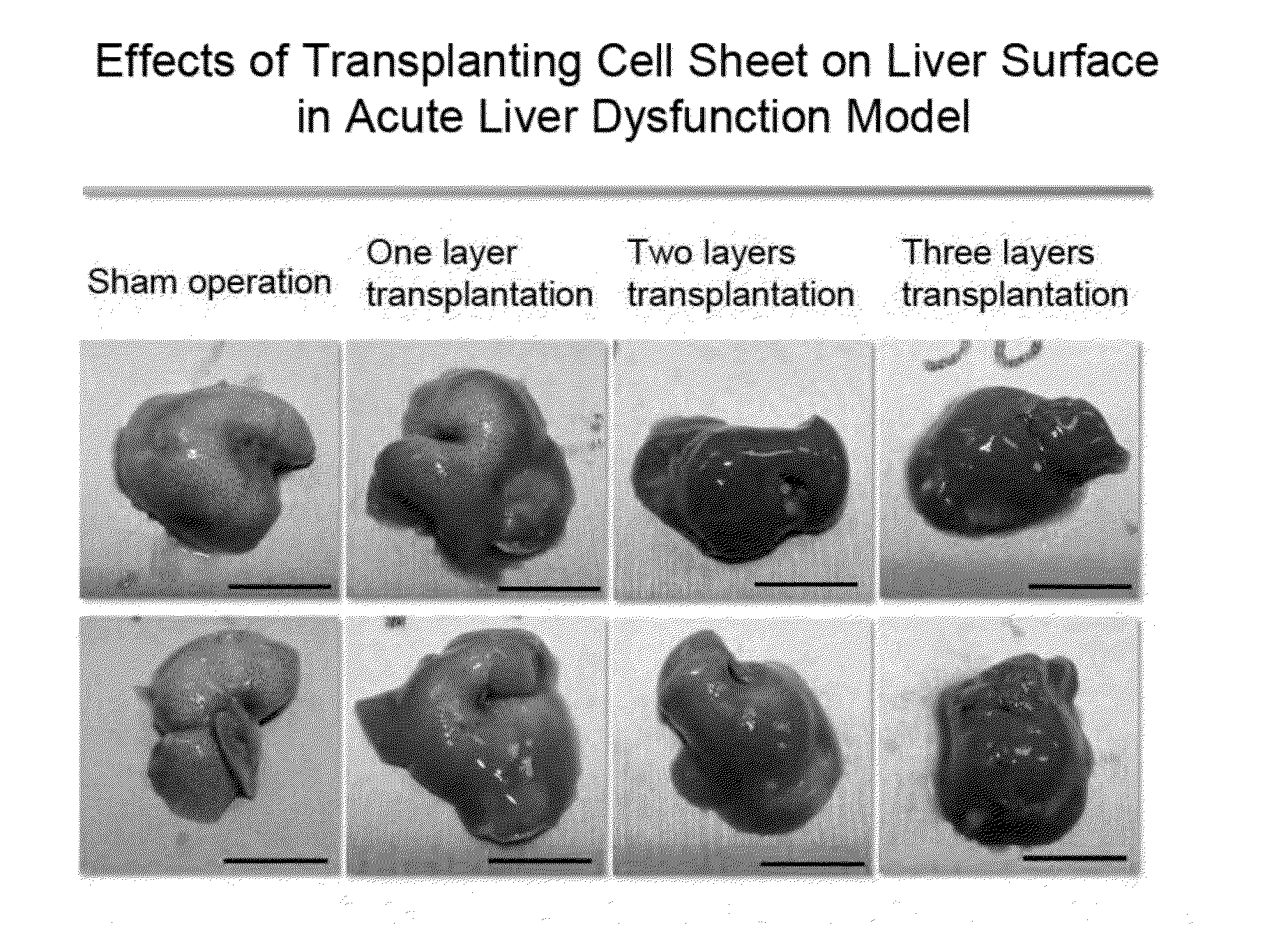 Synthesis and analysis of novel compound capable of inducing differentiation of human mesenchymal stem cell into hepatocyte