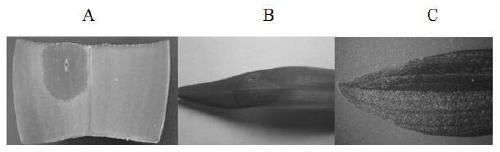 Primer combination for detecting 2 soft rot pathogens of orchids, and detection method