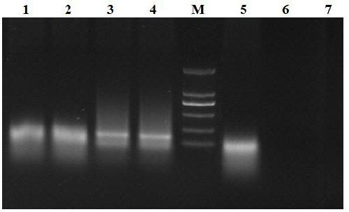 Primer combination for detecting 2 soft rot pathogens of orchids, and detection method