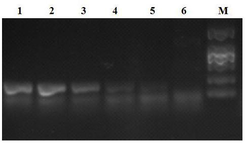 Primer combination for detecting 2 soft rot pathogens of orchids, and detection method