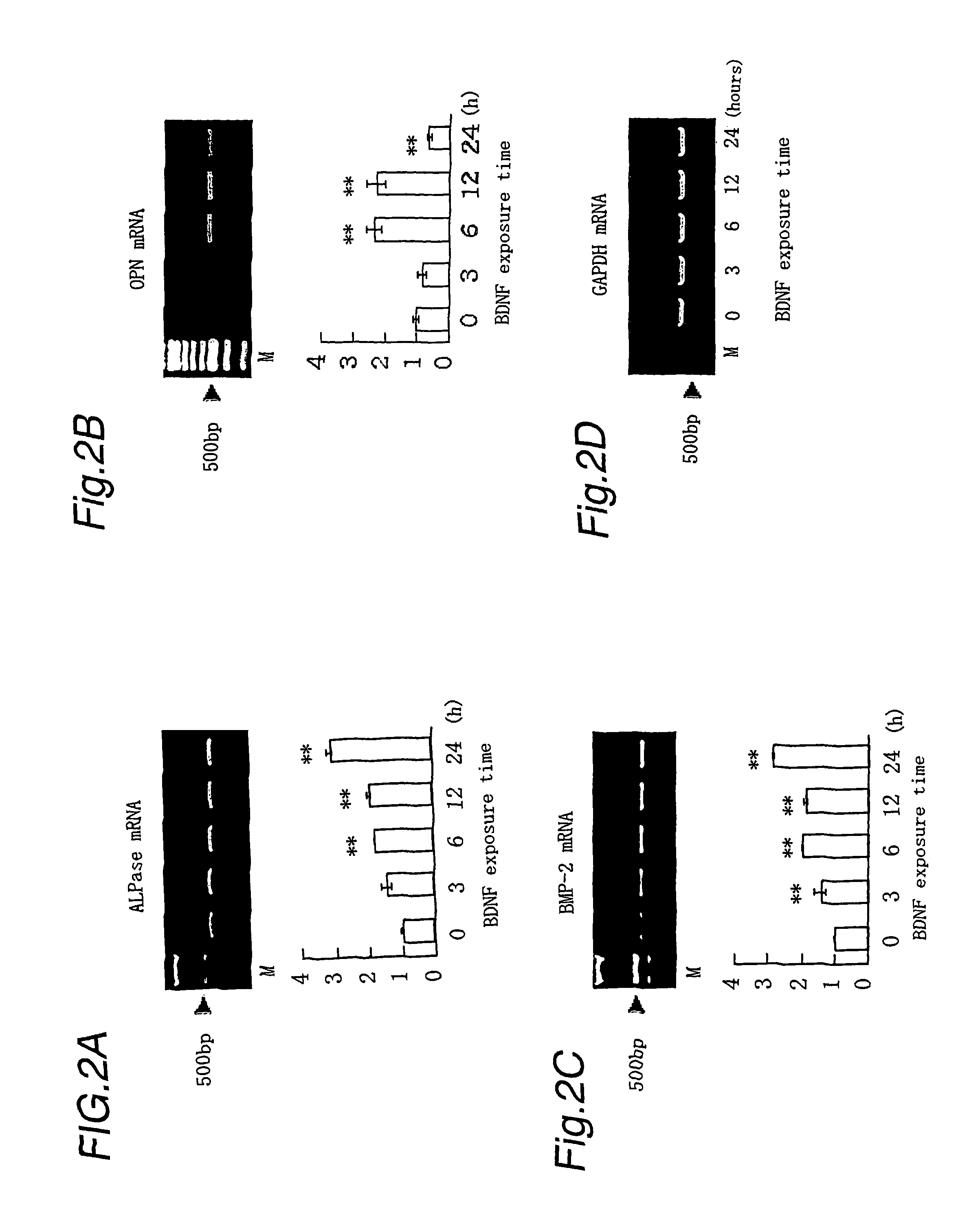 Therapeutic agent and therapeutic method for periodontal diseases and pulpal diseases