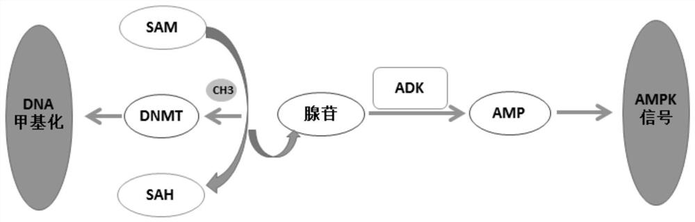 A drug delivery system for percutaneous coronary intervention