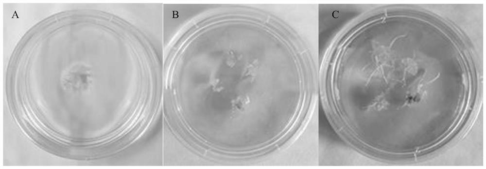 A method for cultivating ginseng stem cells using a bioreactor