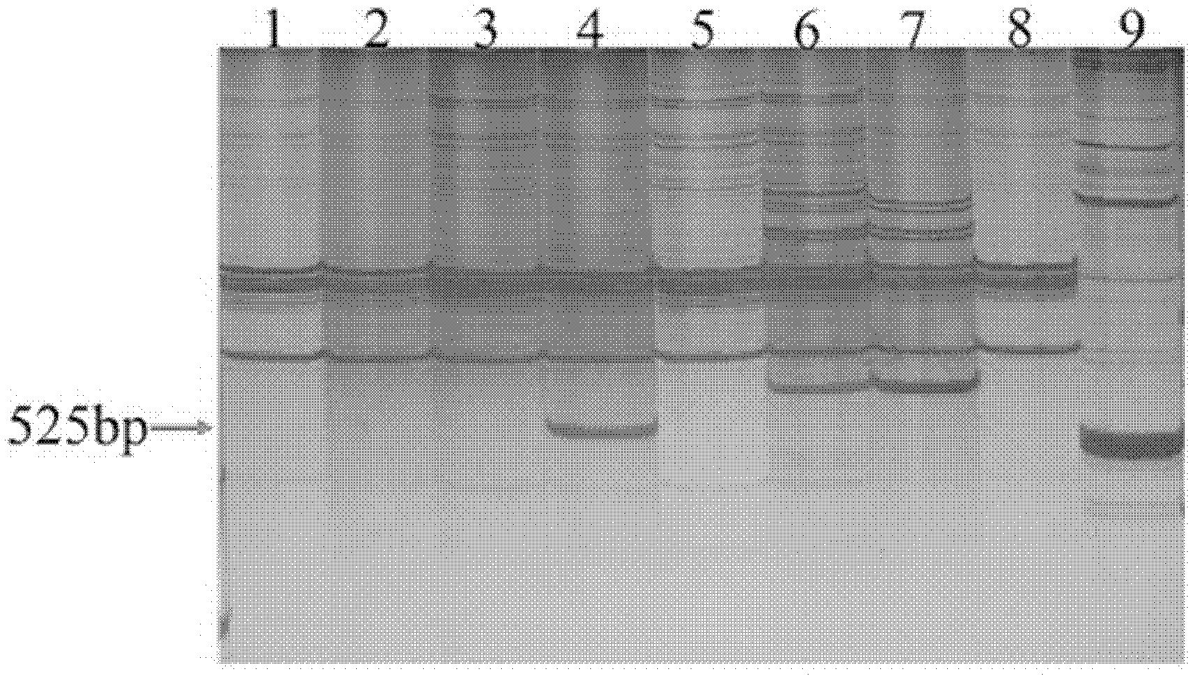 Specific mark of thinopyrum elongatum chromosome in wheat background and application thereof