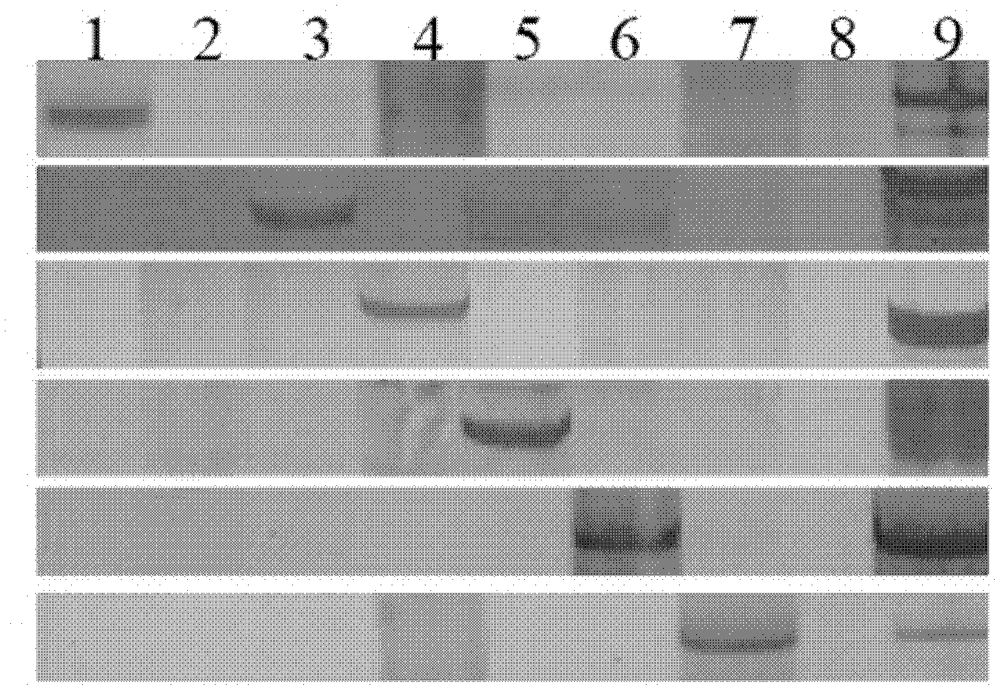 Specific mark of thinopyrum elongatum chromosome in wheat background and application thereof