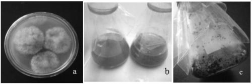 Preparation method for grape botrytis cinerea dry powder and using method thereof