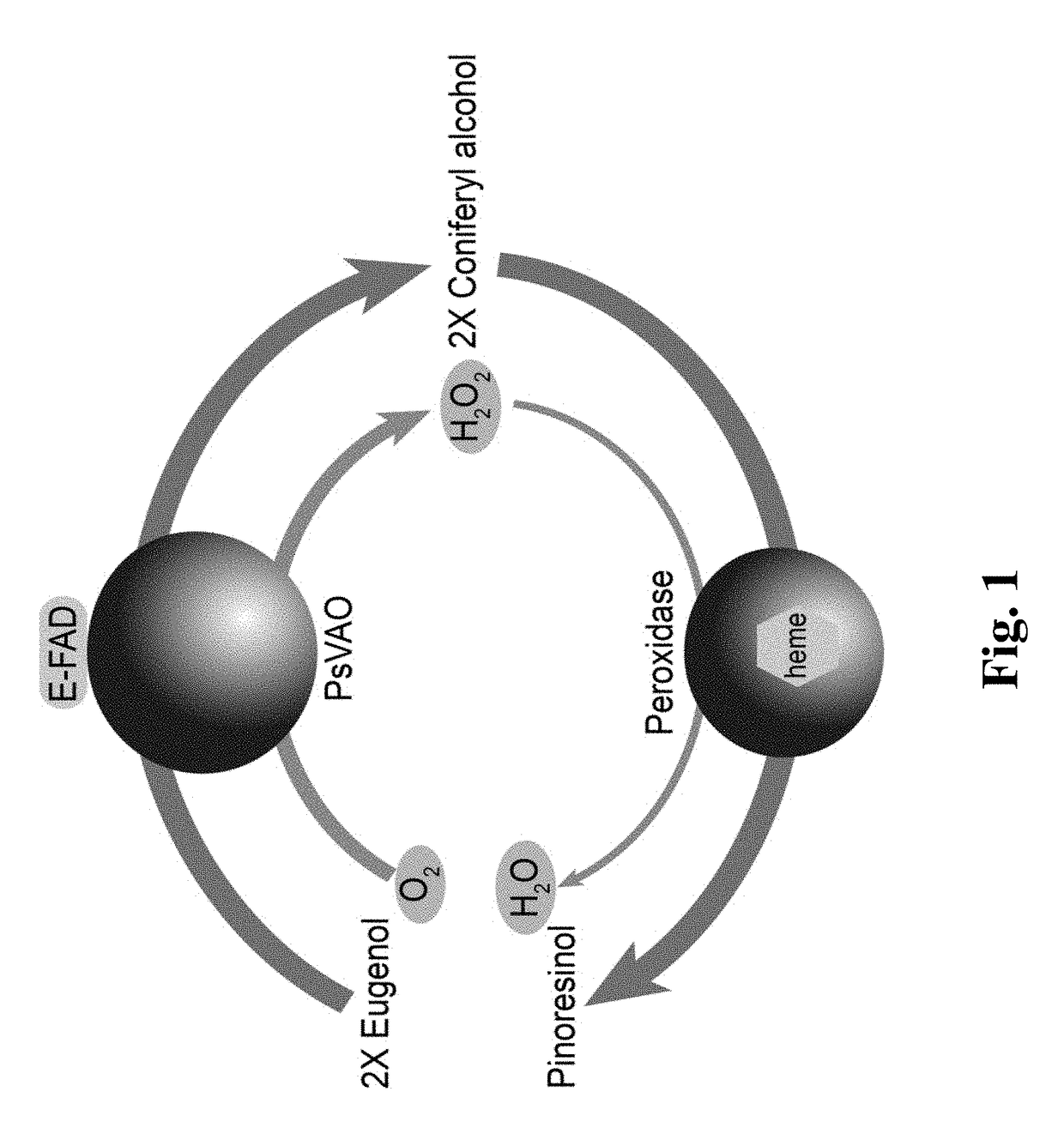 Method for High-efficiency Production of Pinoresinol Using an H2O2 Auto-scavenging Cascade