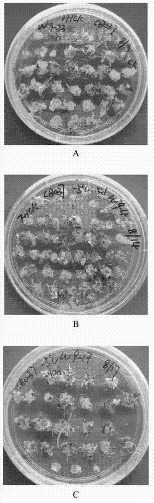 Wheat embryo freezing and storing method