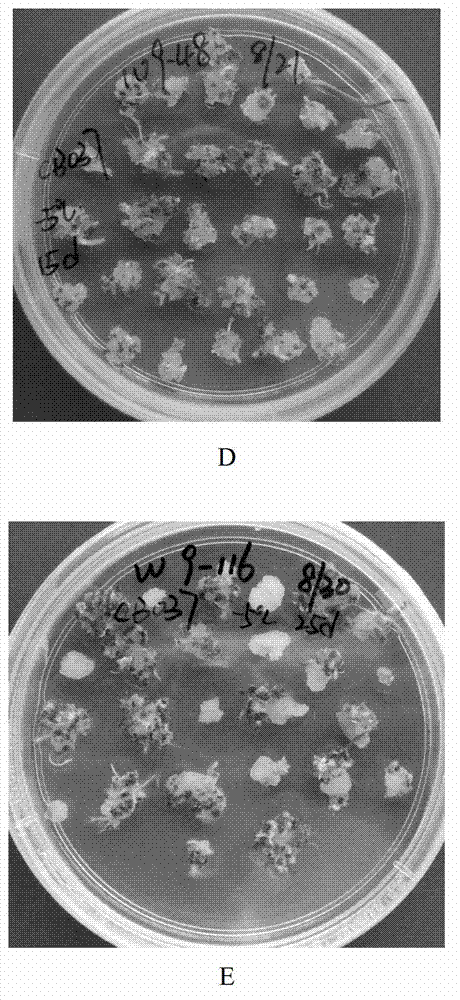 Wheat embryo freezing and storing method