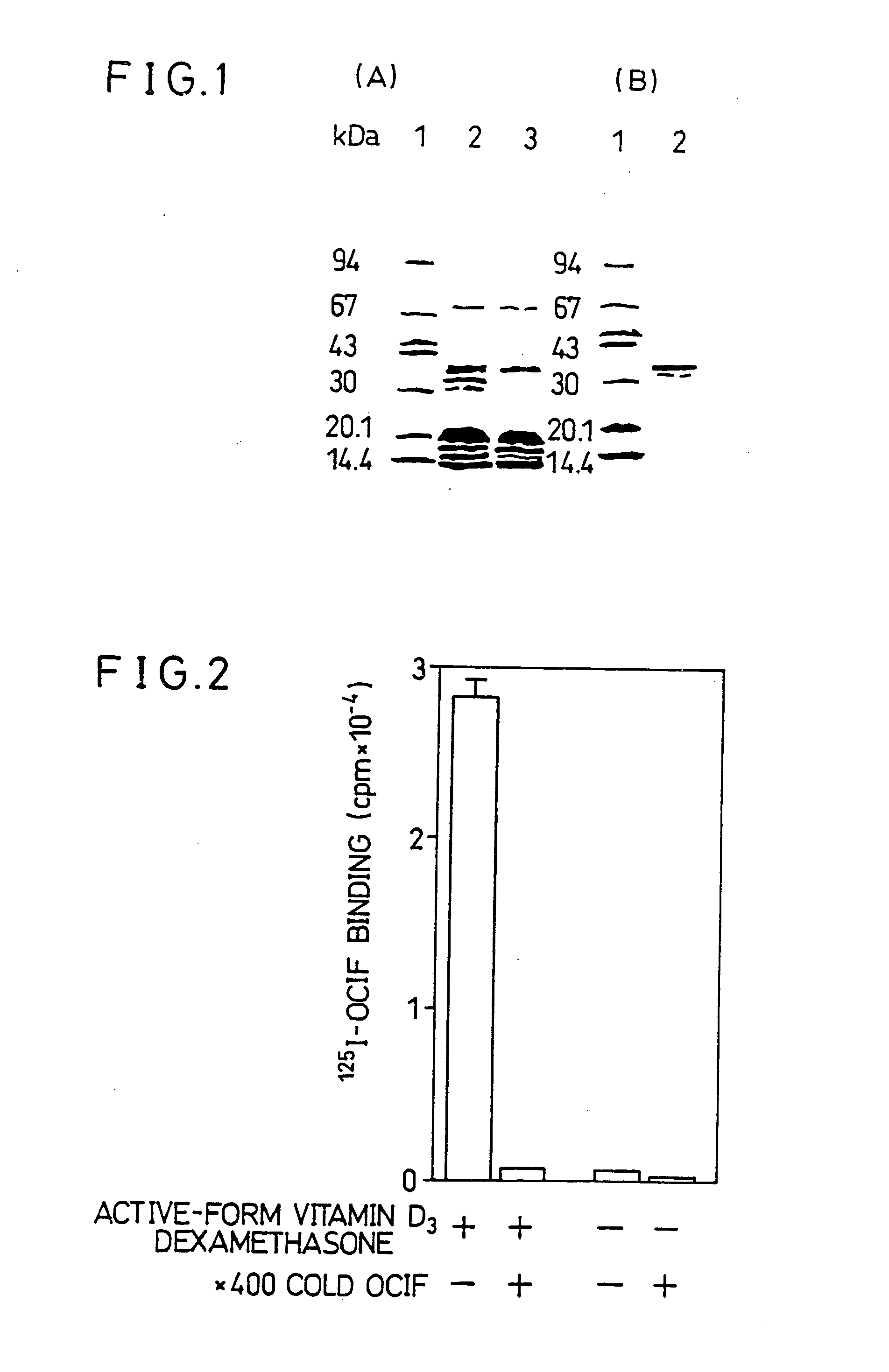 Antibodies to OCIF-binding molecules