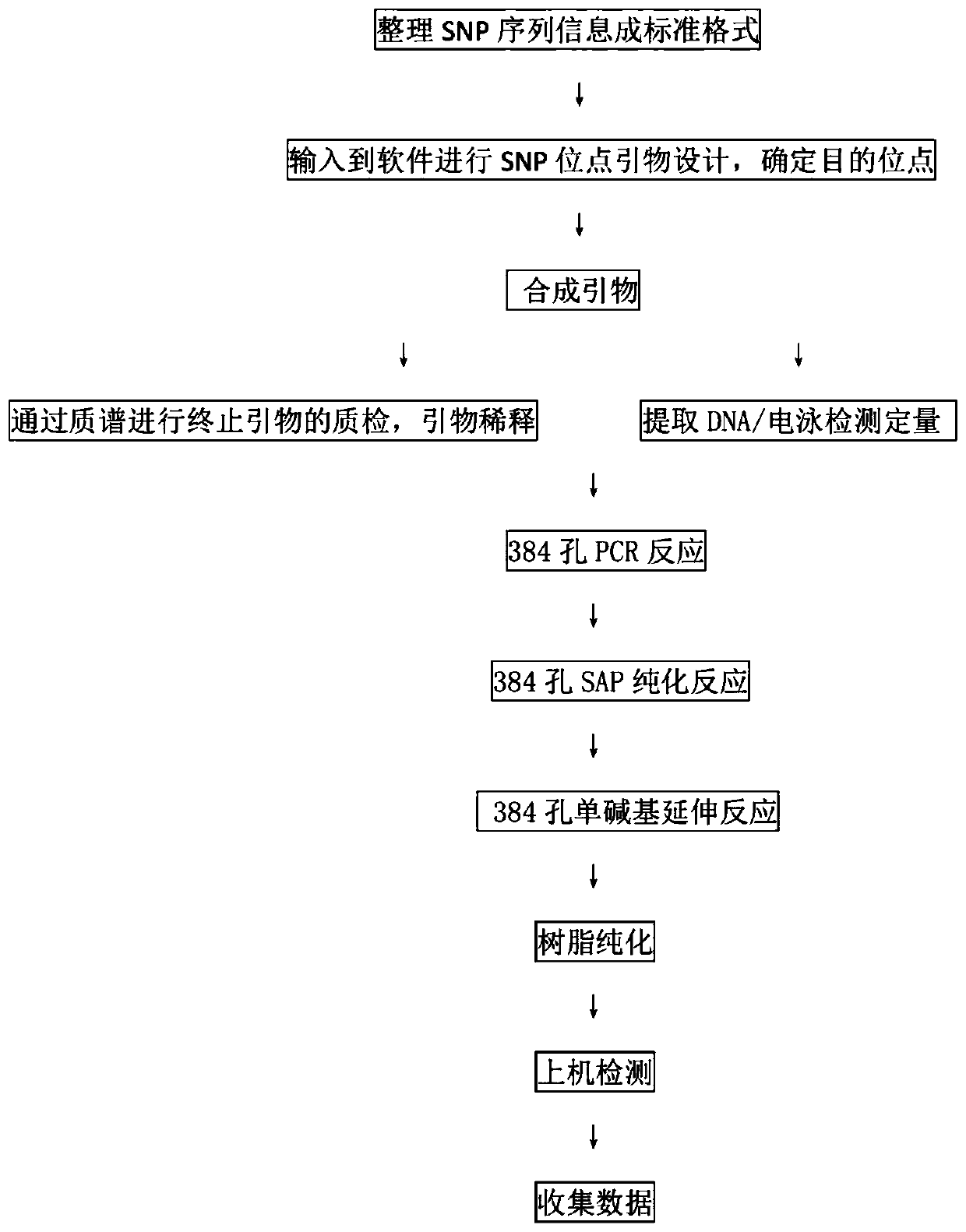 Gene detection primer combination for acne resistance of skin and application of gene detection primer combination