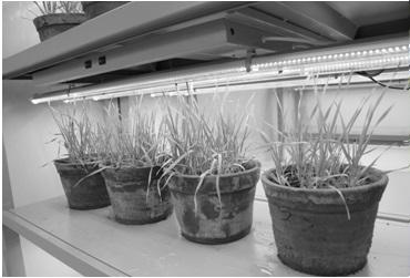 A Method for Indoor Identification of Cold Resistance of Wheat